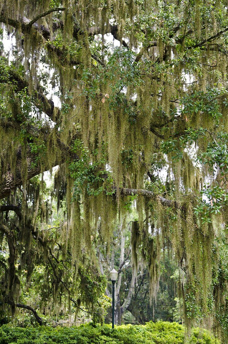 Spanish moss, Orlando, Florida, United States of America, North America