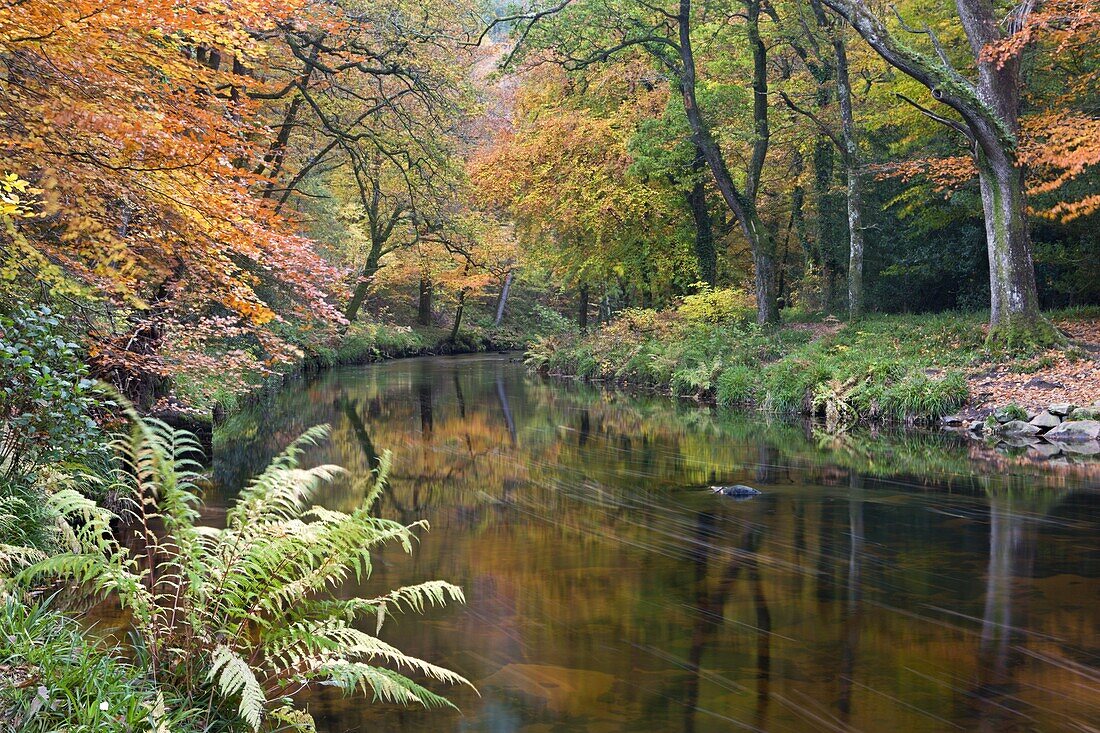 The River Teign surrounded by autumnal foliage, near Fingle Bridge in Dartmoor National Park, Devon, England, United Kingdom, Europe