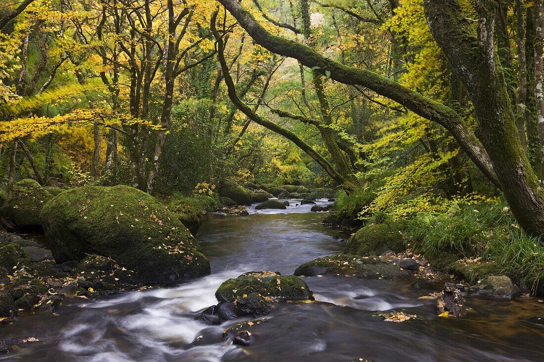 River Teign flowing through deciduous woodland in autumn, Dartmoor, Devon, England, United Kingdom, Europe