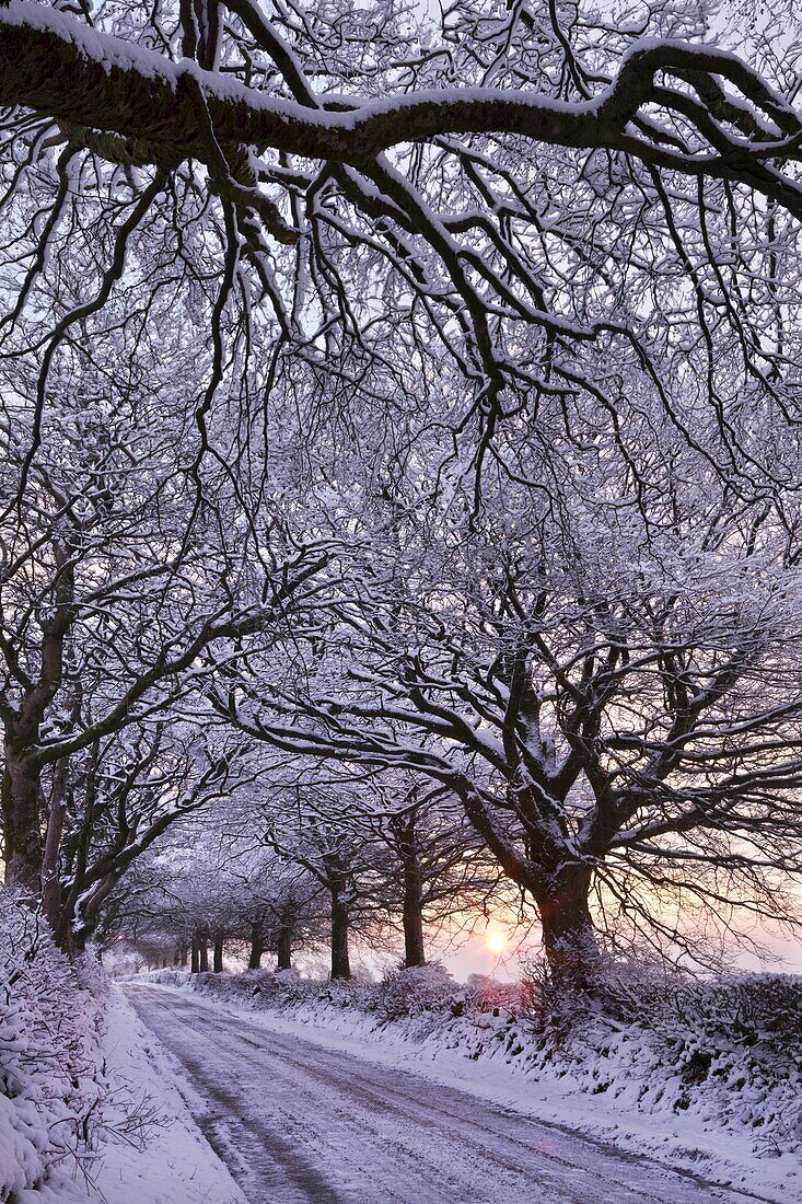 Tree lined country lane in winter snow, Exmoor, Somerset, England, United Kingdom, Europe