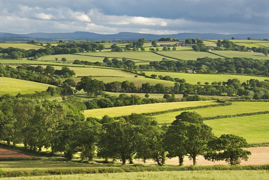 Rolling farmland in summer time, Morchard Bishop, Devon, England, United Kingdom, Europe