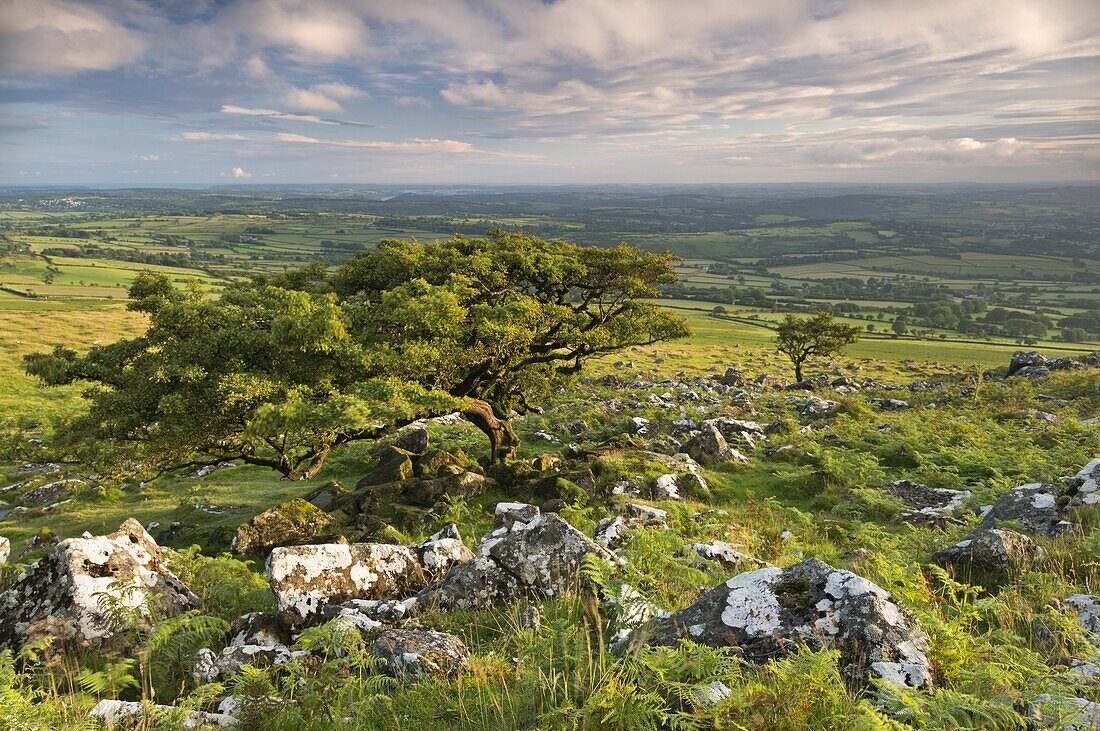 Hawthorn trees on Dartmoor moorland in summer time, Devon, England, United Kingdom, Europe