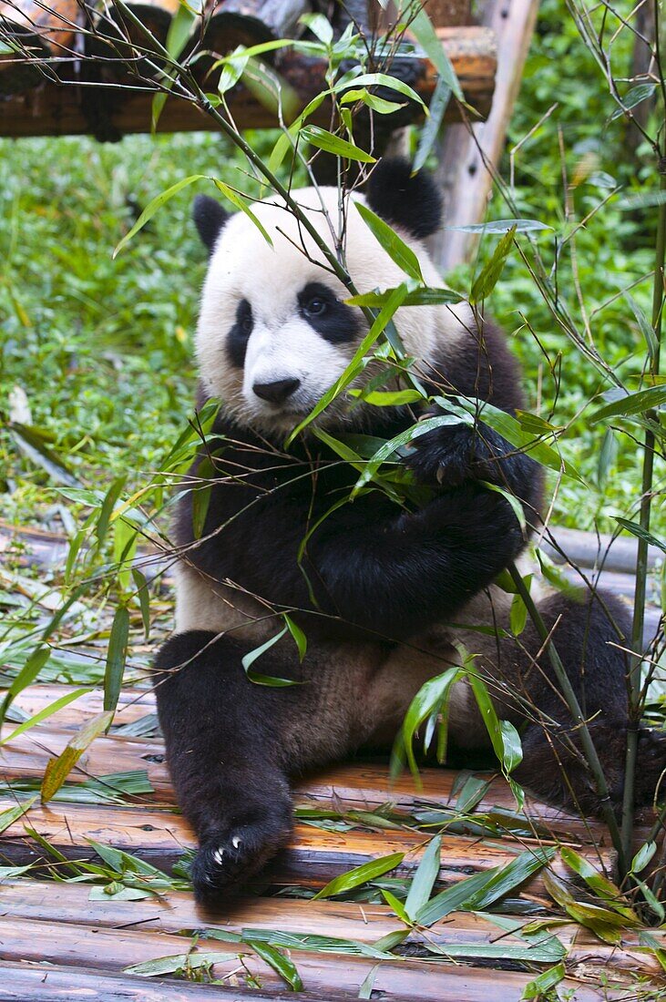 Giant panda (Ailuropoda melanoleuca) at the Panda Bear reserve, Chengdu, Sichuan, China, Asia