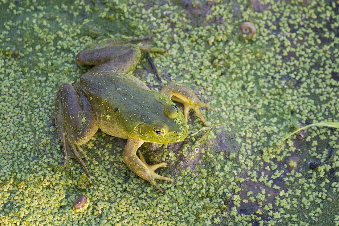 American bullfrog, near Layfayette, Indiana, United States of America, North America