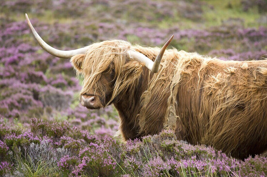 Highland cow grazing among heather near Drinan, on road to Elgol, Isle of Skye, Highlands, Scotland, United Kingdom, Europe