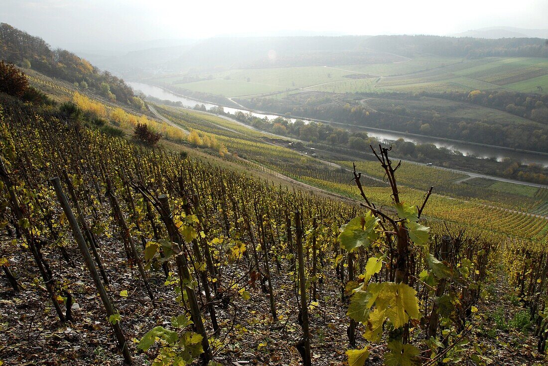 Vineyard near Saarburg, Saar Valley, Rhineland-Palatinate, Germany, Europe