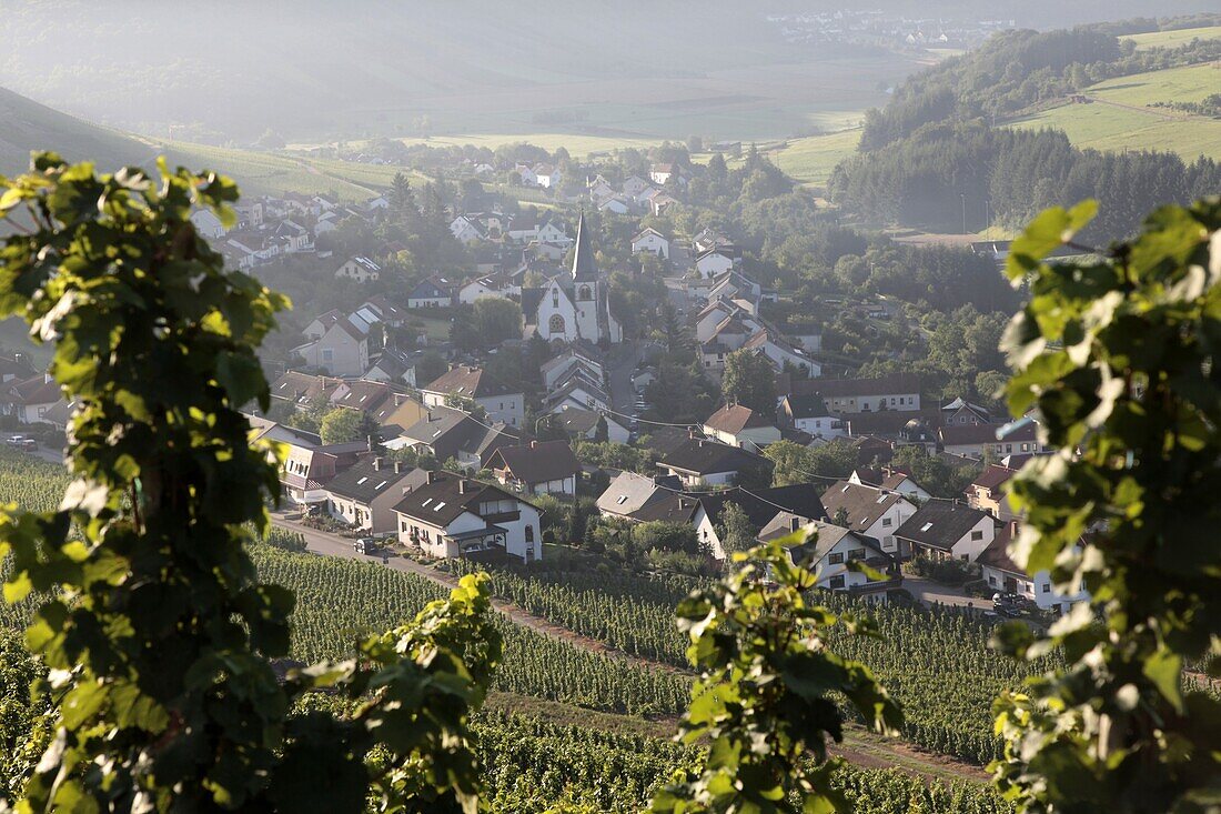 Village of Ockfen with vineyards, Saar Valley, Rhineland-Palatinate, Germany, Europe