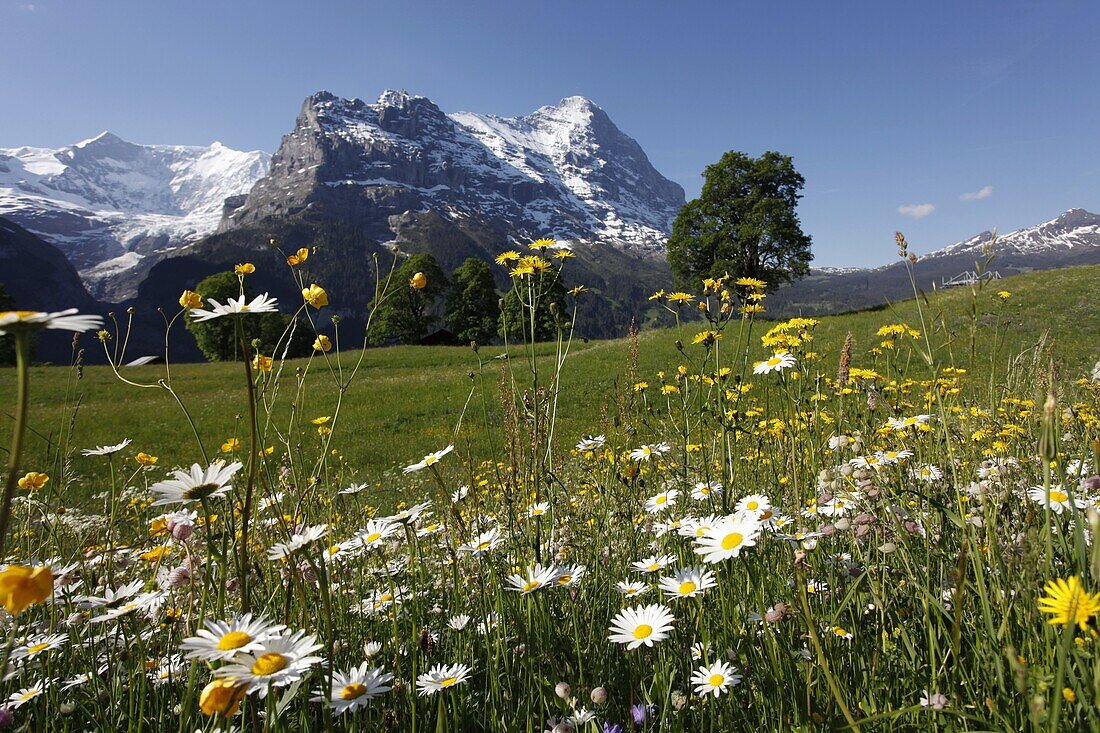 View from Grindelwald to Eiger, Bernese Oberland, Swiss Alps, Switzerland, Europe