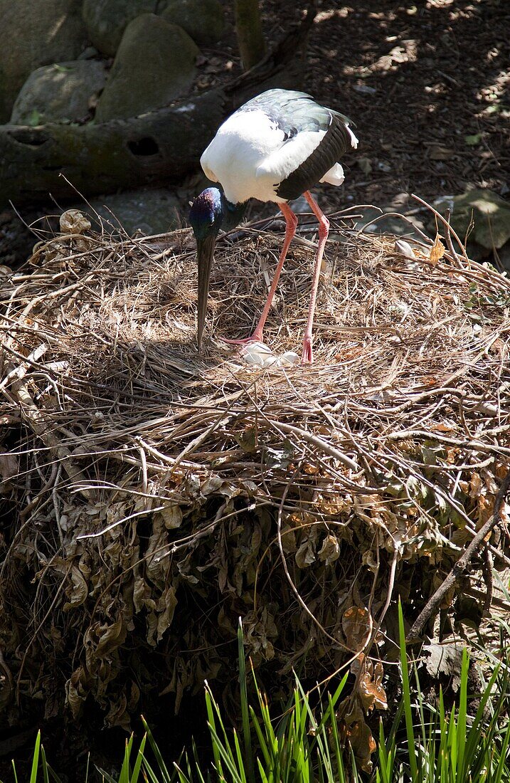 Black-necked stork (Ephippiorhynchus asiaticus) on nest with eggs, The Wildlife Habitat, Port Douglas, Queensland, Australia, Pacific