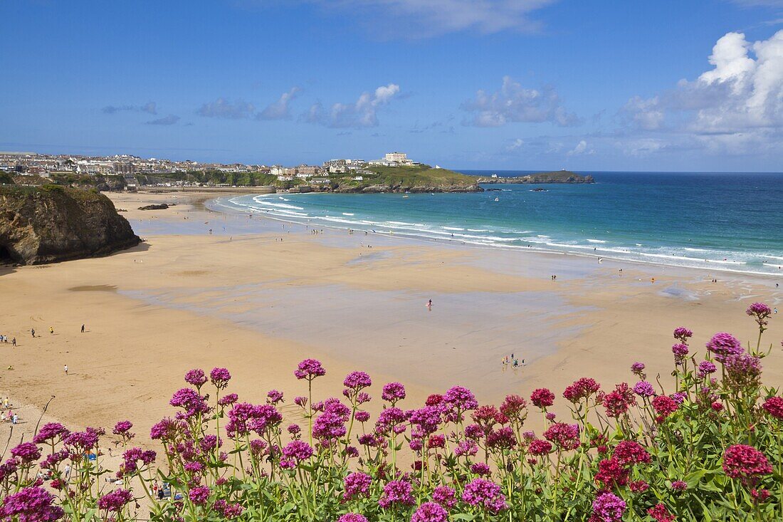 Newquay Beach with valerian in foreground, Cornwall, England, United Kingdom, Europe