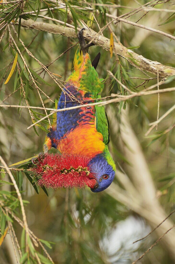 Rainbow lorikeet, Tyto Wetlands, Ingham, Queensland, Australia, Pacific