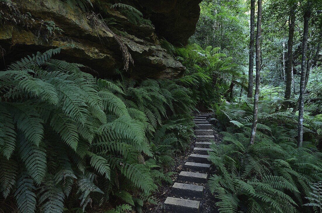 Walking track, Grand Canyon, Blue Mountains National Park, UNESCO World Heritage Site, New South Wales, Australia, Pacific