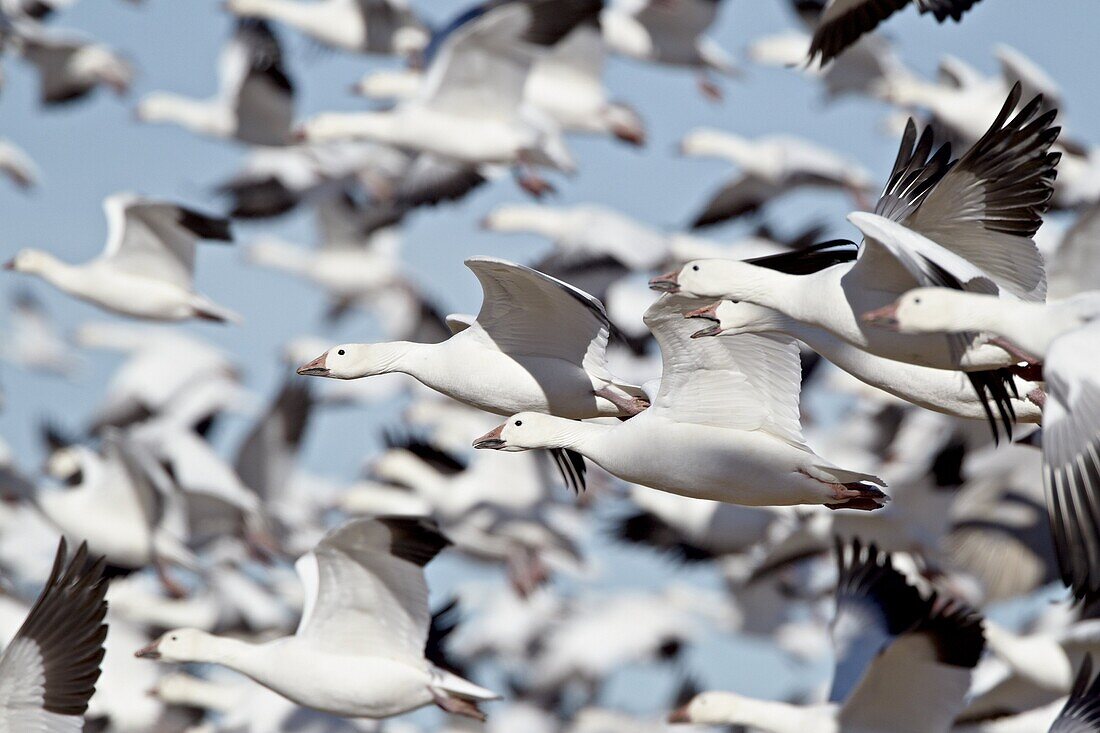 Flock of snow goose (Chen caerulescens) blasting off, Bosque del Apache National Wildlife Refuge, New Mexico, United States of America, North America