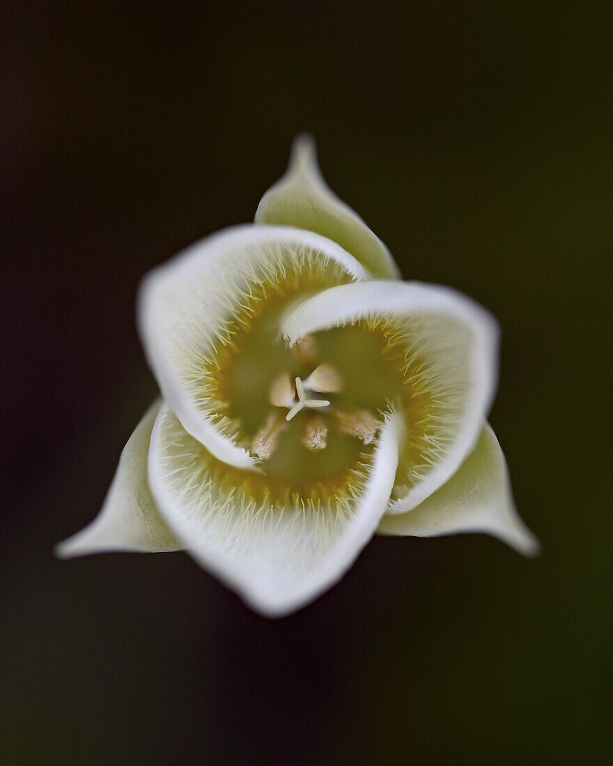 Pointed Mariposa lily (pointedtip Mariposa lily (Calochortus apiculatus), Glacier National Park, Montana, United States of America, North America