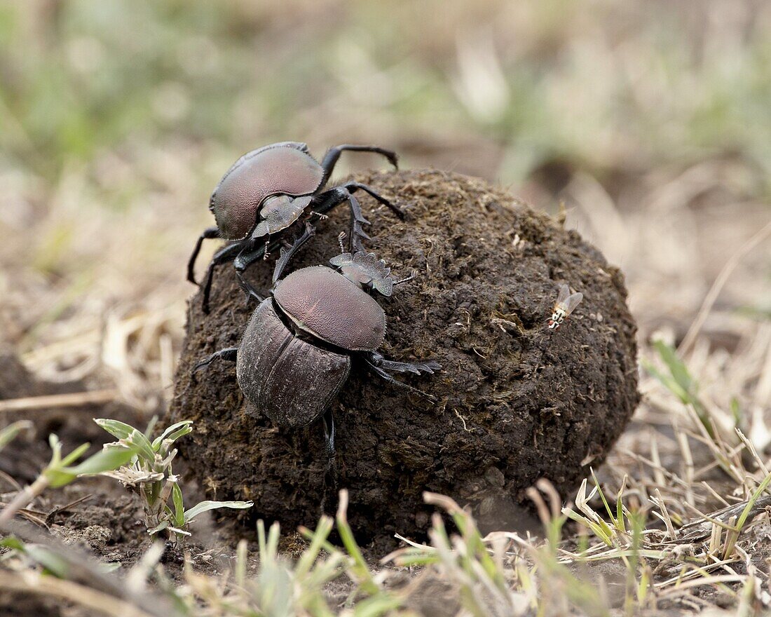 Two dung beetles atop a ball of dung, Serengeti National Park, Tanzania, East Africa, Africa