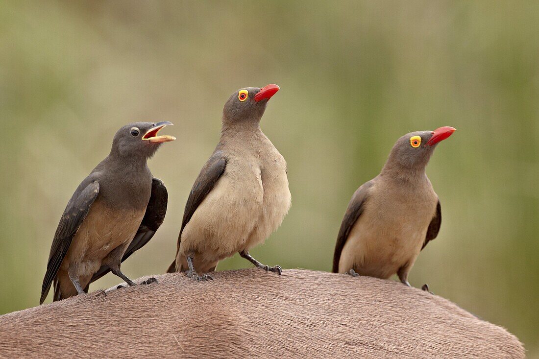 Two adult and an immature red-billed oxpecker (Buphagus erythrorhynchus) on an impala, Kruger National Park, South Africa, Africa