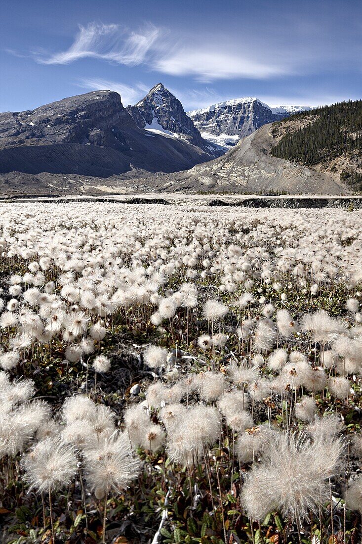 Field of yellow dryad (yellow mountain-avens) (Dryas drummondii) in the seed-pod stage,  Jasper National Park, UNESCO World Heritage Site, Alberta, Rocky Mountains, Canada, North America