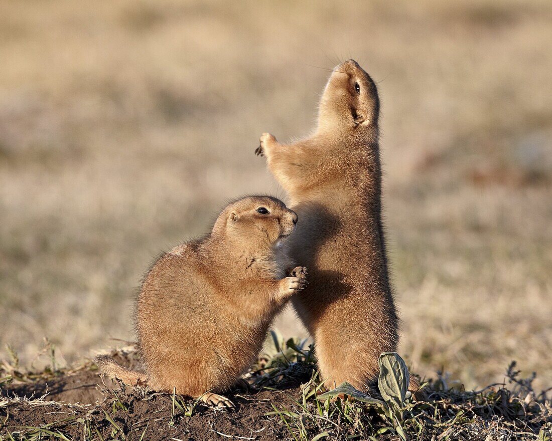 Two black-tailed prairie dog (blacktail prairie dog) (Cynomys ludovicianus) with one calling, Custer State Park, South Dakota, United States of America, North America