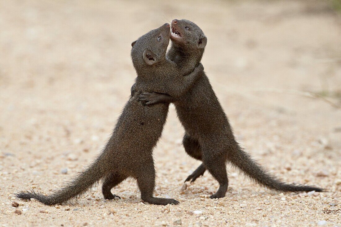 Two dwarf mongoose (Helogale parvula) sparring, Kruger National Park, South Africa, Africa