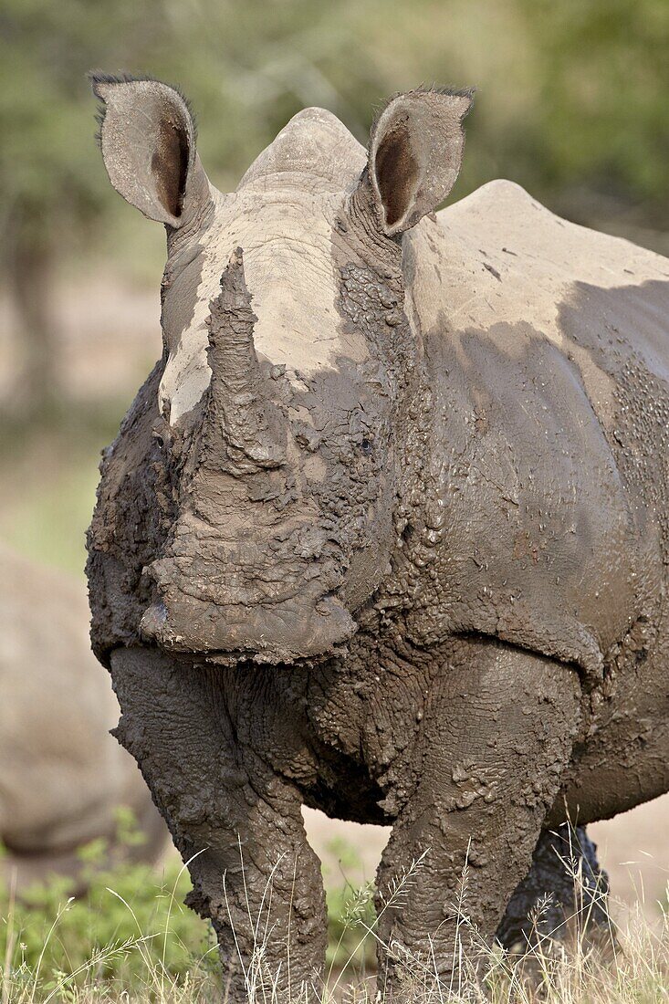 White rhinoceros (Ceratotherium simum) covered with mud, Imfolozi Game Reserve, South Africa, Africa
