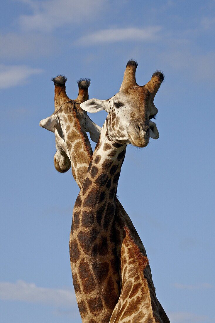Two male Cape giraffe (Giraffa camelopardalis giraffa) fighting, Imfolozi Game Reserve, South Africa, Africa