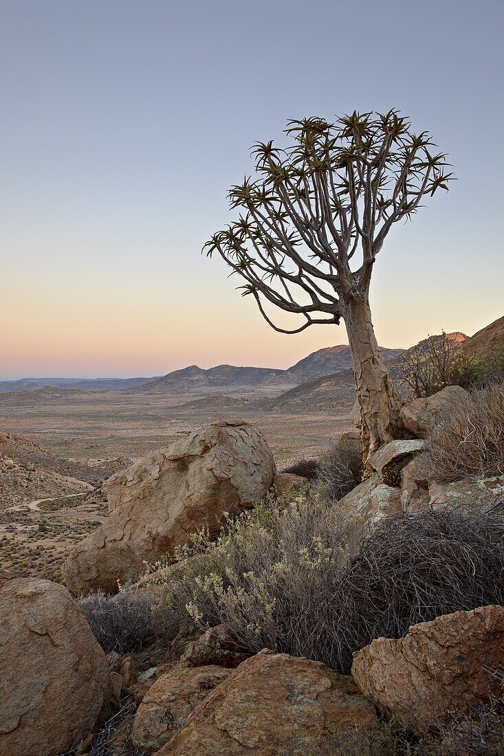 Quiver tree (Kokerboom) (Aloe dichotoma) at dawn, Namakwa, Namaqualand, South Africa, Africa