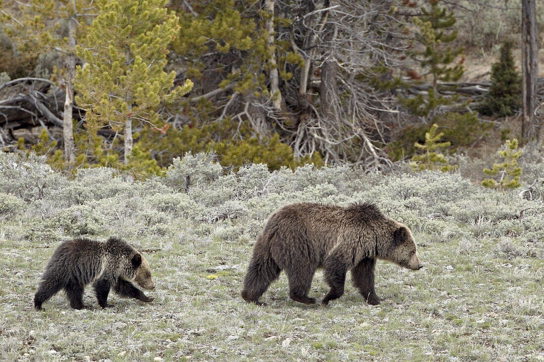 Grizzly bear (Ursus arctos horribilis) sow with a yearling cub, Yellowstone National Park, UNESCO World Heritage Site, Wyoming, United States of America, North America