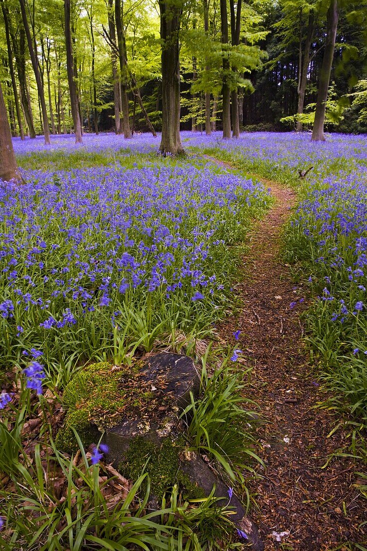 Bluebell woodland in spring, Micheldever, Hampshire, England, United Kingdom, Europe