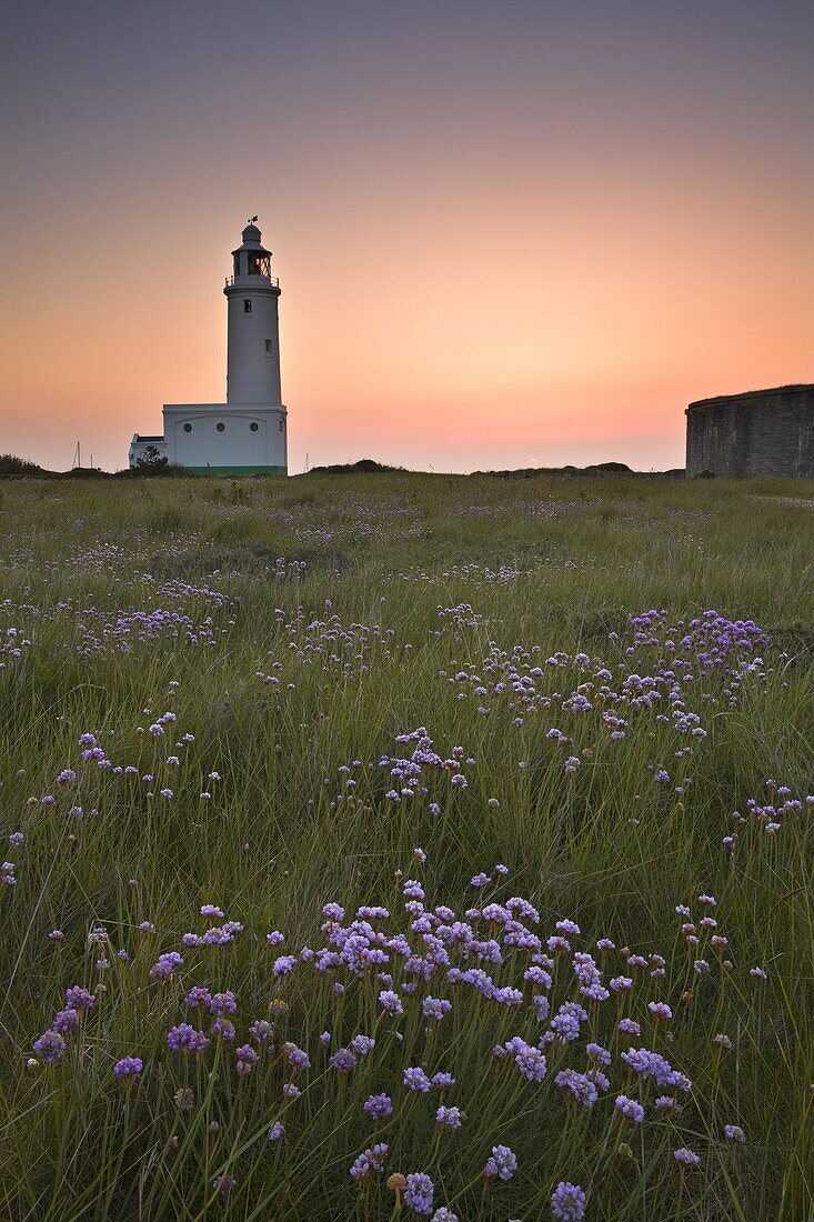 Thrift growing in a meadow besides the Hurst Spit lighthouse, Hurst Spit, Hampshire, England, United Kingdom, Europe