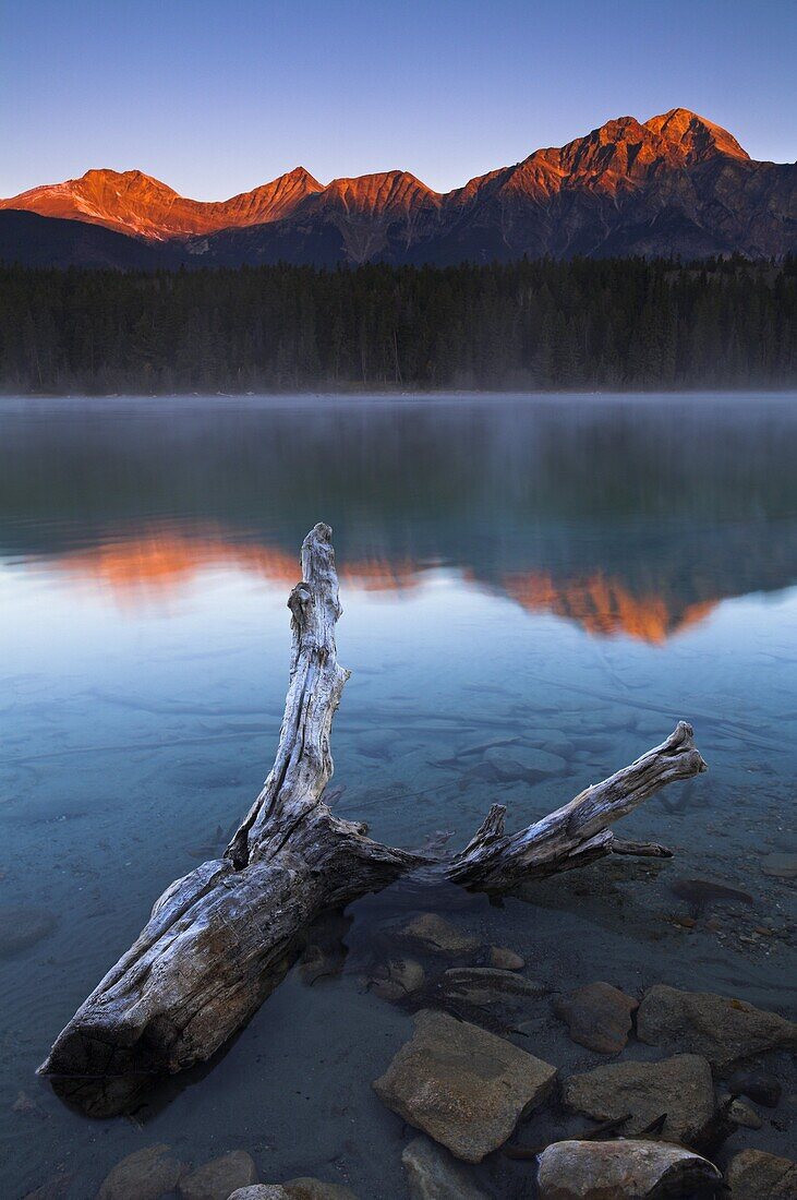 Frosted driftwood in the shallows of Patricia Lake at first light, Jasper National Park, UNESCO World Heritage Site, Alberta, Rocky Mountains, Canada, North America