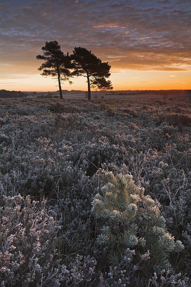 Sunrise on a winter morning in the New Forest, Hampshire, England, United Kingdom, Europe