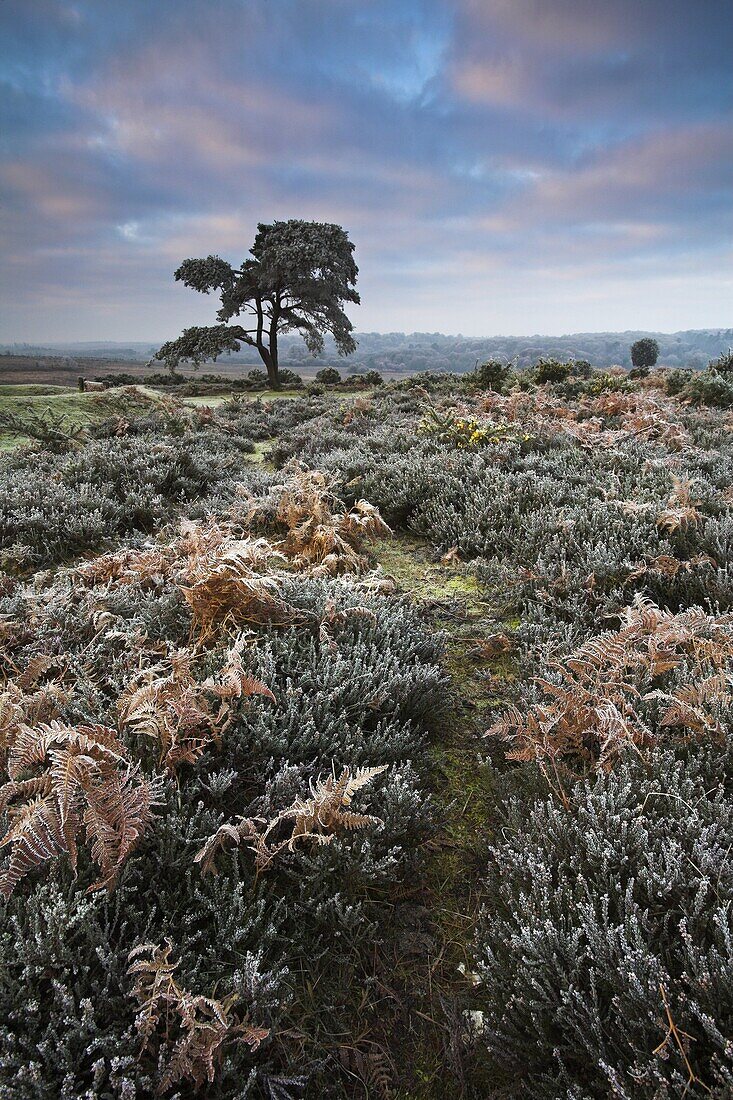 Hoar frost during winter in the New Forest, Hampshire, England, United Kingdom, Europe