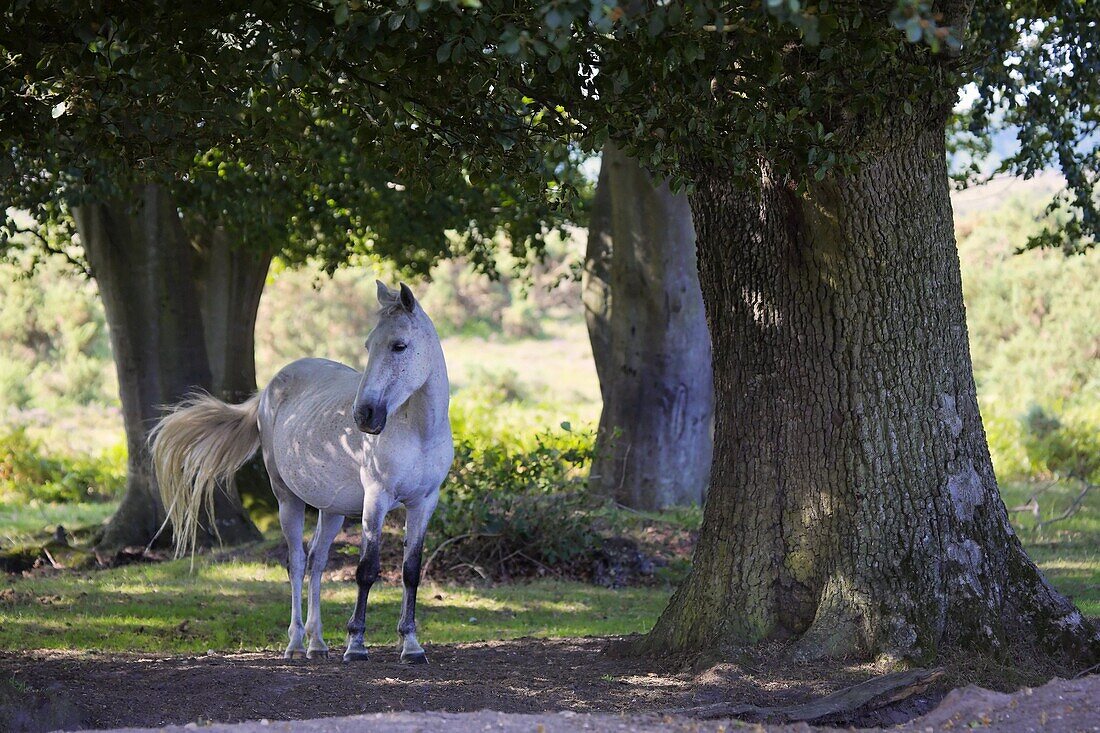 A single white New Forest pony takes shelter from the summer sun in a wood, Hampshire, England, United Kingdom, Europe