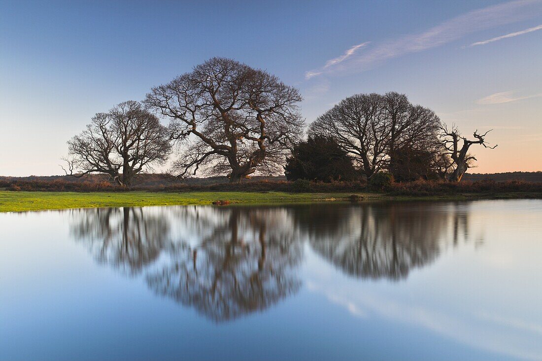 Ancient oak trees beside a New Forest pond, Hampshire, England, United Kingdom, Europe