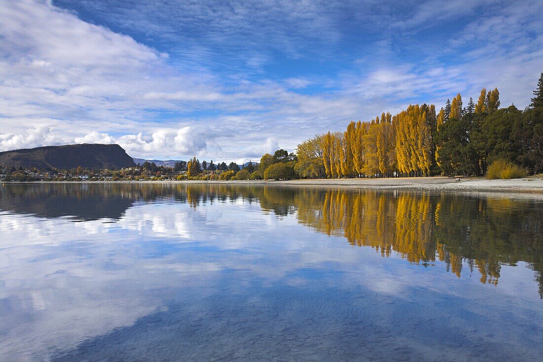 Spectacular autumn colour beside the lake at Wanaka, Otago, South Island, New Zealand, Pacific