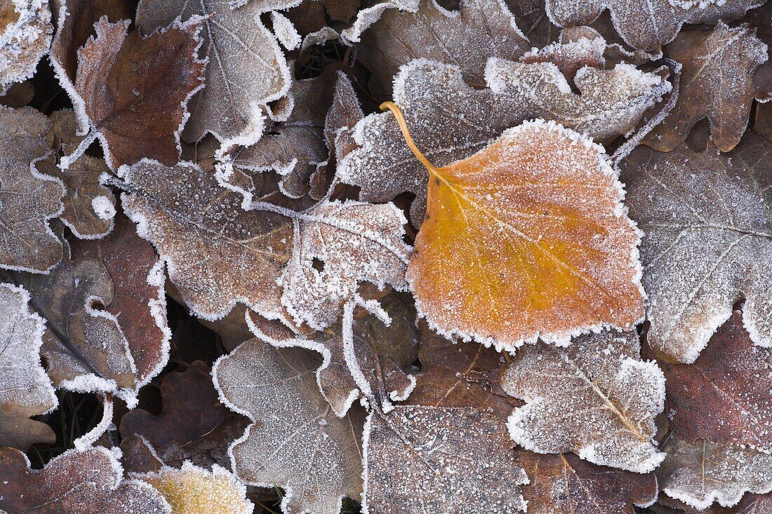 Frosted leaves on the heathland, New Forest National Park, Hampshire, England, United Kingdom, Europe