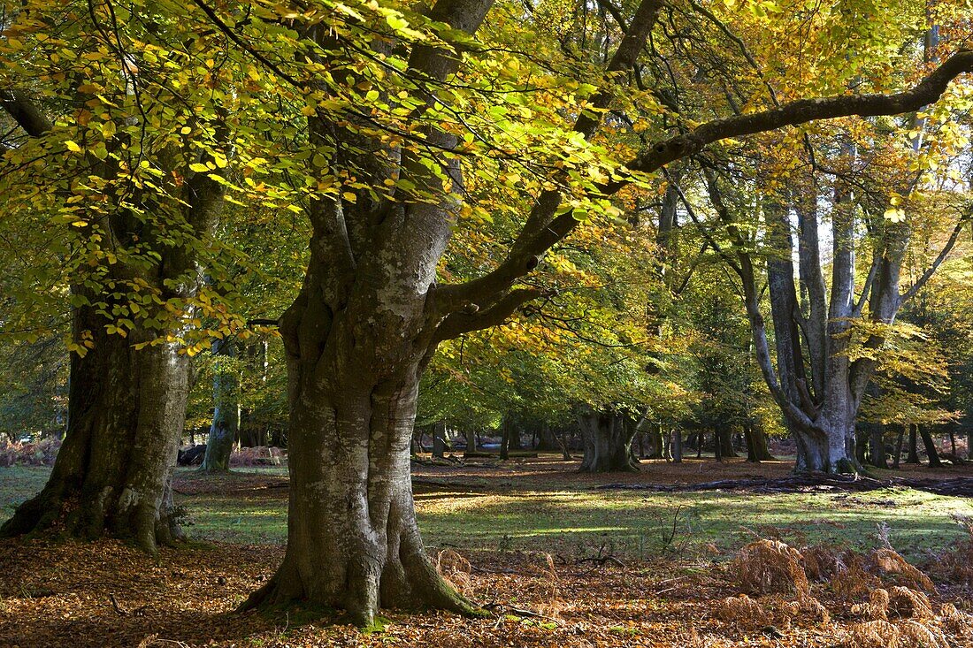 Autumn in the New Forest, Hampshire, England, United Kingdom, Europe