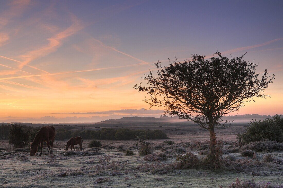 New Forest ponies graze on a frosty winters morning, New Forest National Park, Hampshire, England, United Kingdom, Europe
