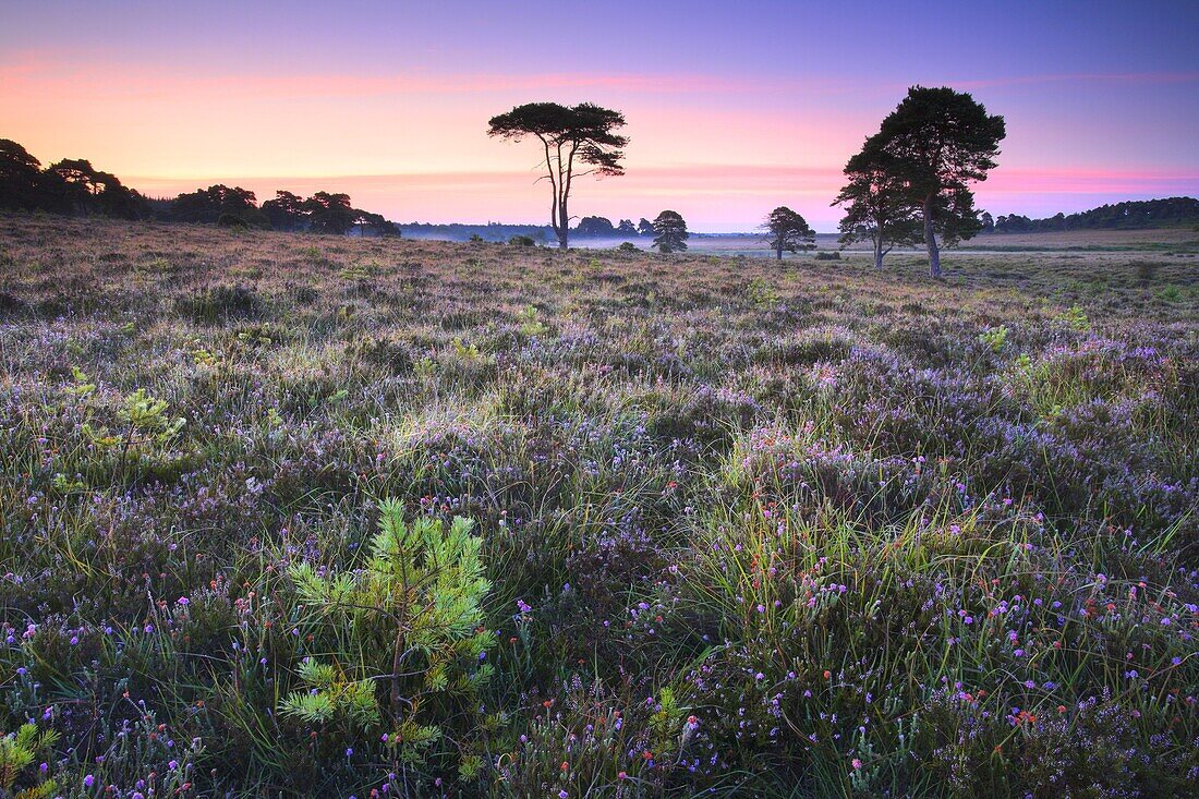 Wildflowers and pine trees on Wilverley Plain, New Forest National Park, Hampshire, England, United Kingdom, Europe