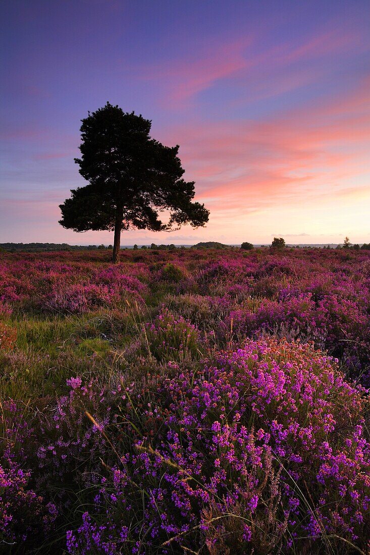 Bell heather in full bloom on the New Forest heathland, Hampshire, England, United Kingdom, Europe