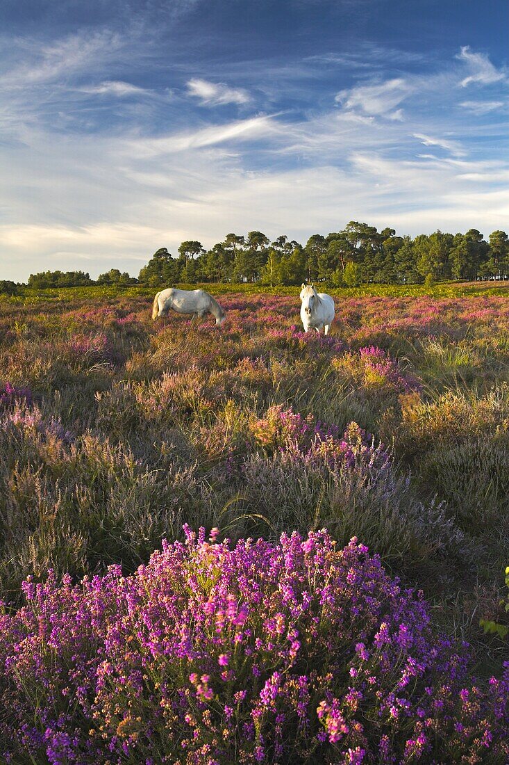 New Forest ponies grazing among the heather, New Forest National Park, Hampshire, England, United Kingdom, Europe