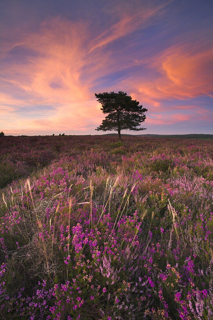 A summer evening on the heather carpeted New Forest heathland, Hampshire, England, United Kingdom, Europe