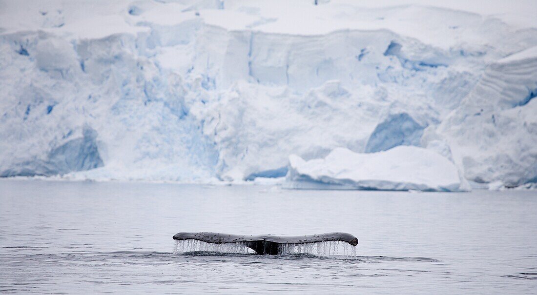 Humpback whale dives into the depths of Paradise Harbour, Antarctic Peninsula, Antarctica, Polar Regions