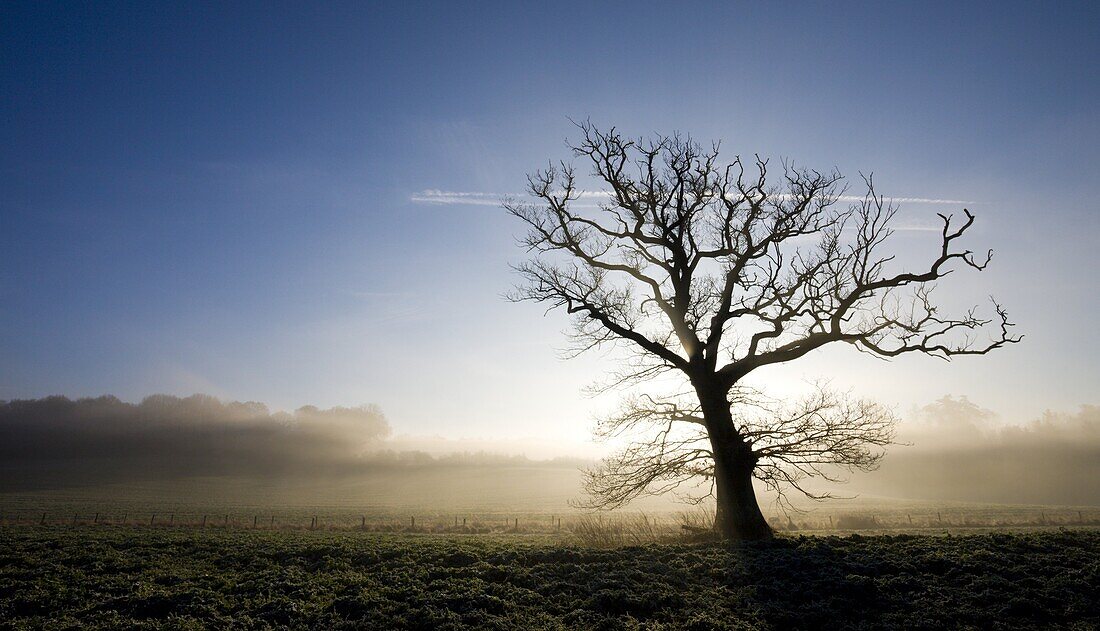 Misty winter morning in farmland near Wimborne, Dorset, England, United Kingdom, Europe