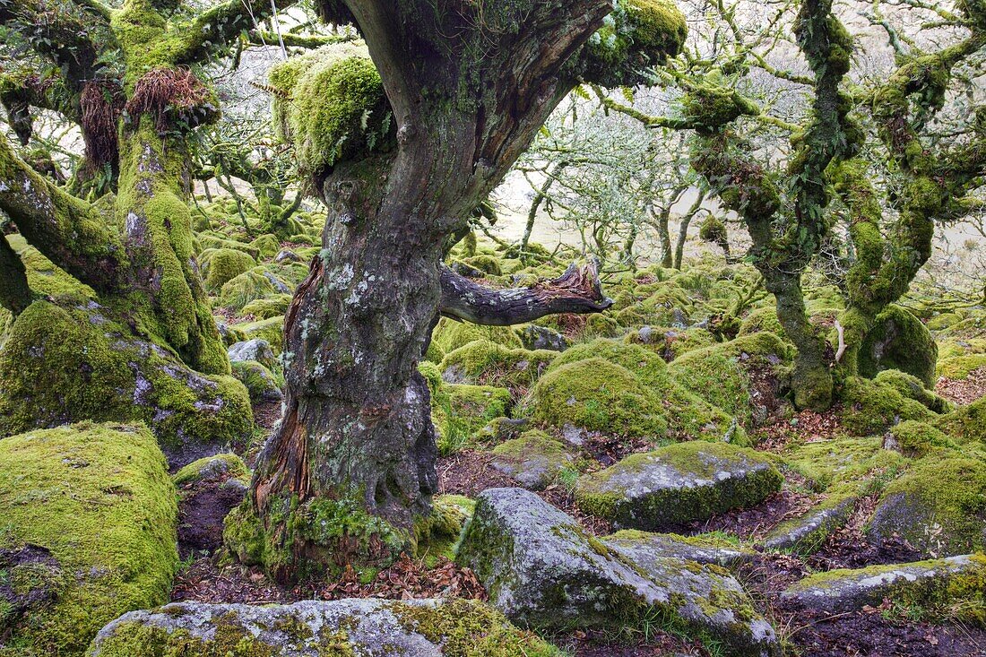 Twisted oak trees grow amongst the mossy boulders in Wistmans Wood, Dartmoor National Park, Devon, England, United Kingdom, Europe