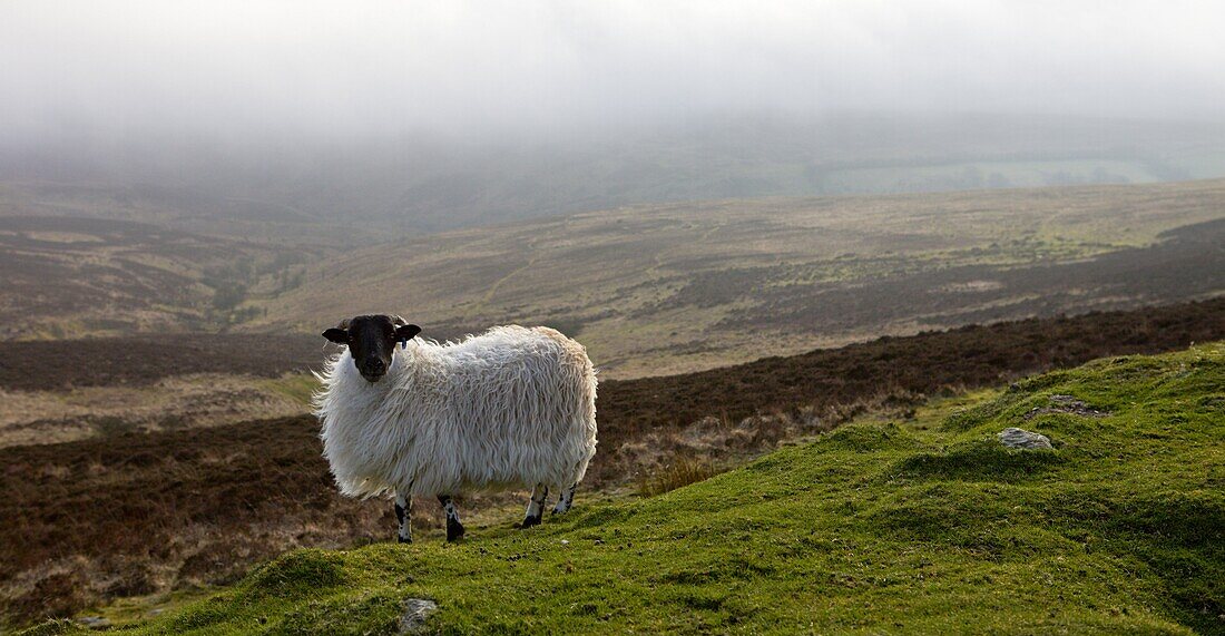 Lone sheep on Exmoor moorland, captured beneath approaching sea fog, Devon, England, United Kingdom, Europe