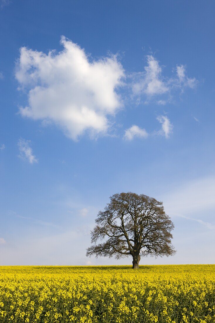 Rapeseed field and single tree, Devon, England, United Kingdom, Europe