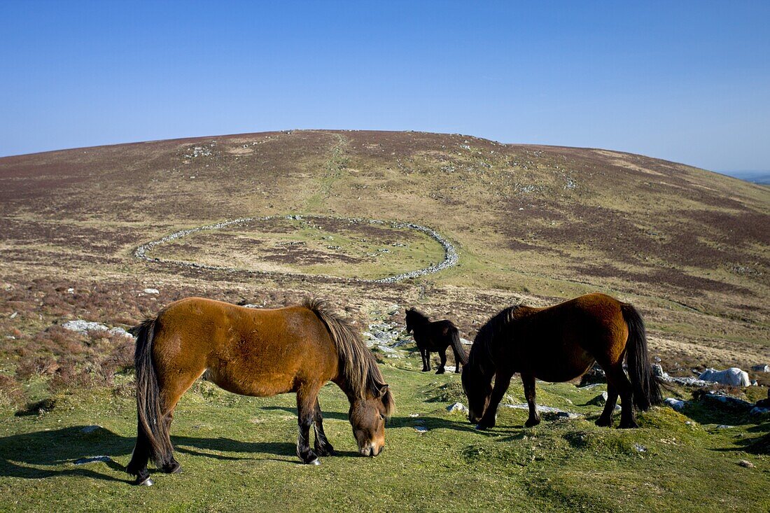 Dartmoor ponies grazing by the remains of the stone circled prehistoric village Grimspound, Dartmoor, Devon, England, United Kingdom, Europe
