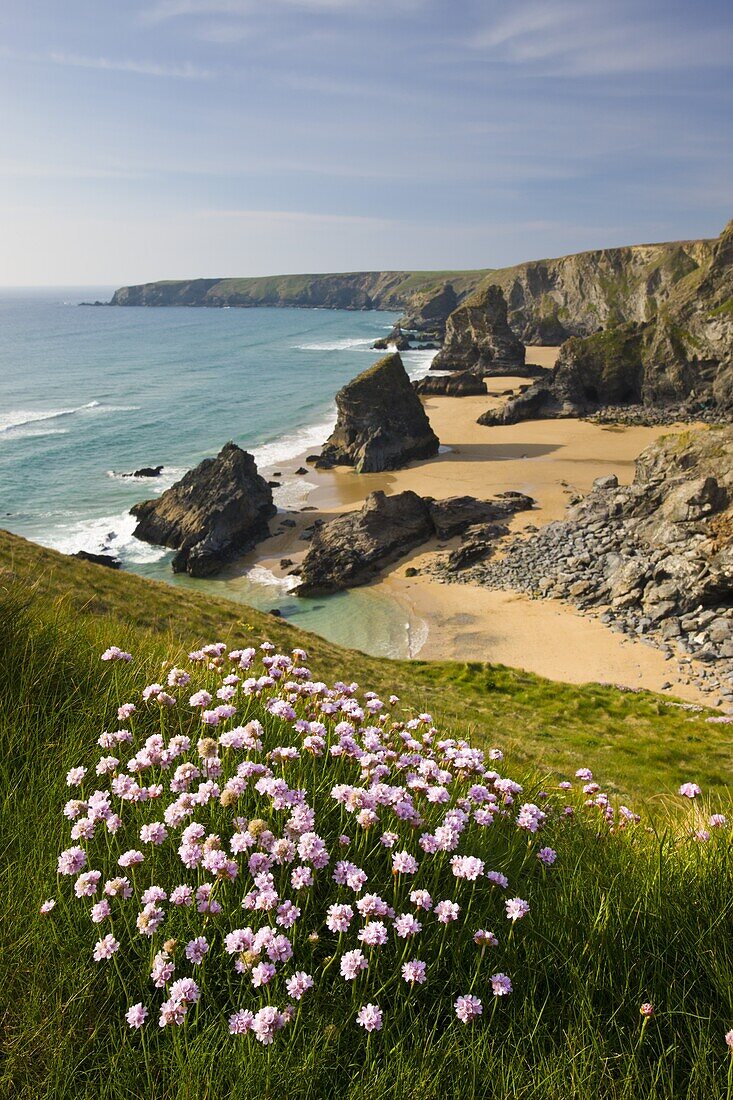 Thrift growing on the clifftops overlooking Bedruthan Steps, North Cornwall, England, United Kingdom, Europe