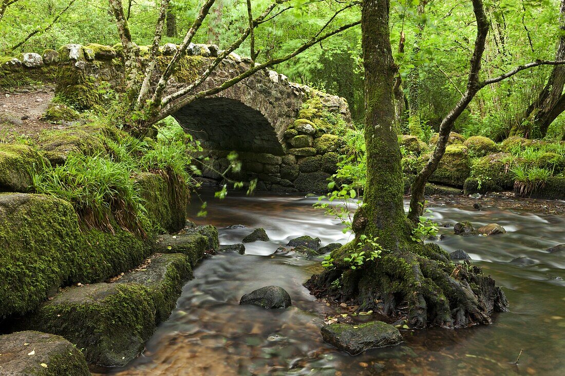 Medieval Hisley Bridge spanning the River Bovey in Hisley Wood, Dartmoor, Devon, England, United Kingdom, Europe